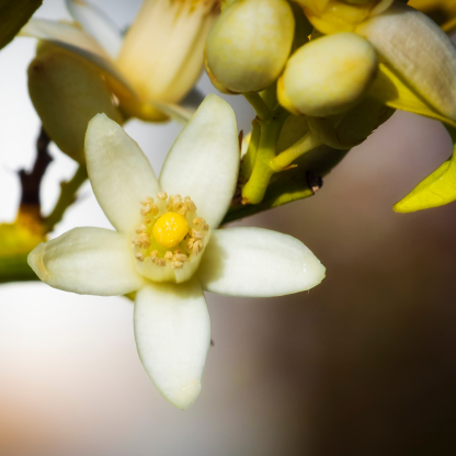 fleur-oranger-2-416×416